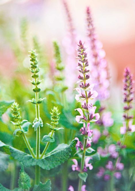 Close up of Lavender Flowers