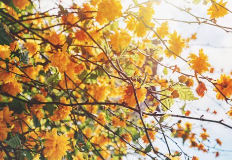 Close up of Yellow and Orange Plant