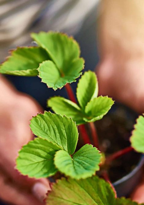 Close up of a person holding a plant