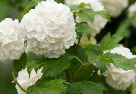 Close up of White Hydrangeas